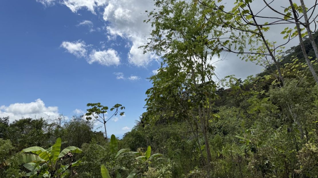 uvita