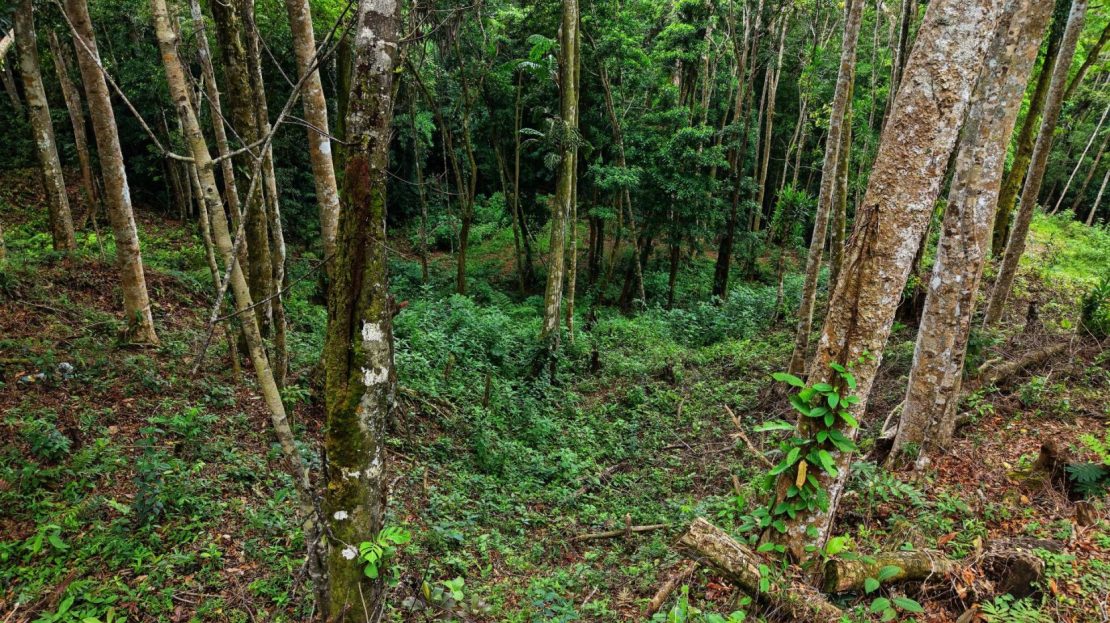 Pérez Zeledón – Nature