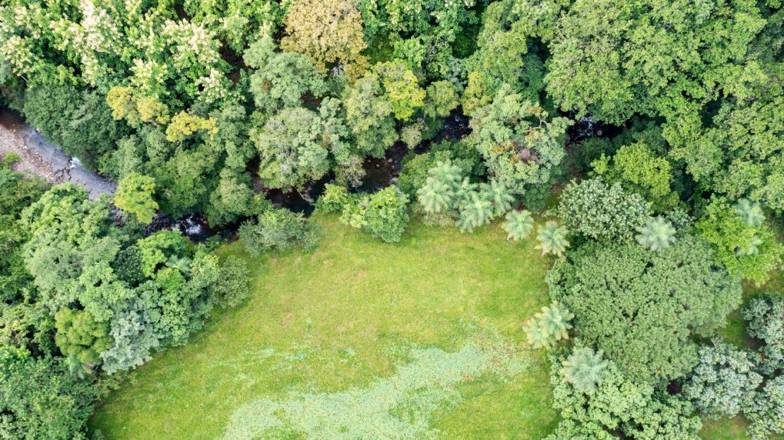 mango plantation and potential to develop any project.