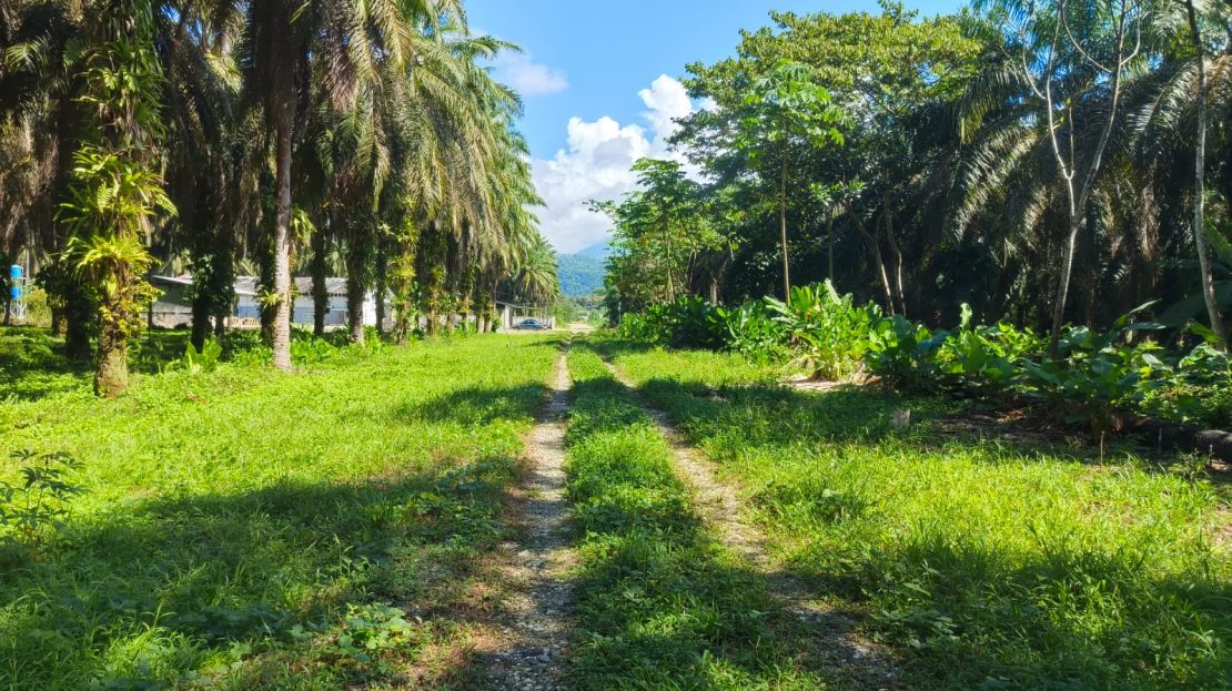 Golfito>Guaycará Real Estate Listings 31152