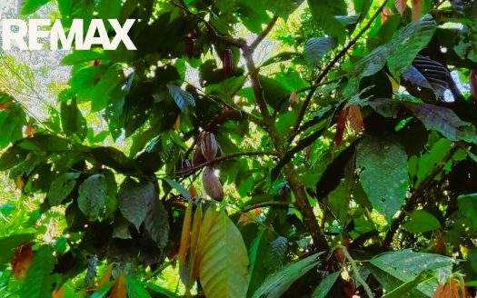 Cacao Farm & Tourism Income Producing Premium Estate with Multiple Homes – Walk to Beach – Near Pavones