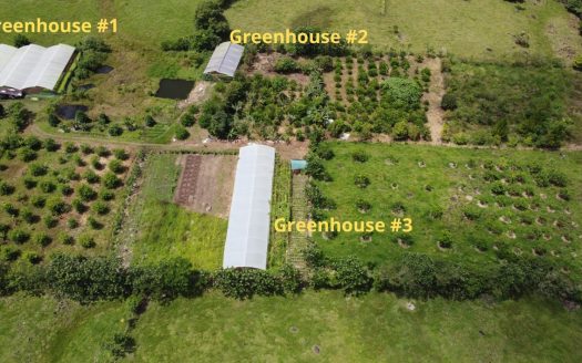 Beautiful Organic Farm For Sale In The Heart Of Cajon Perez Zeledon, High Potential Property