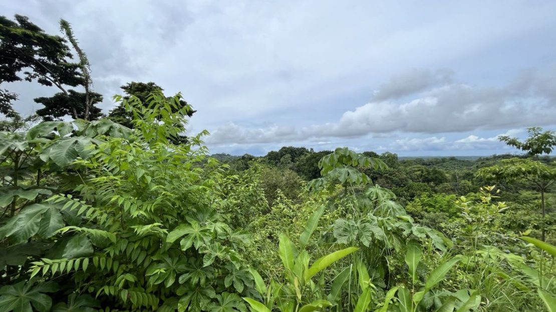 Parrita