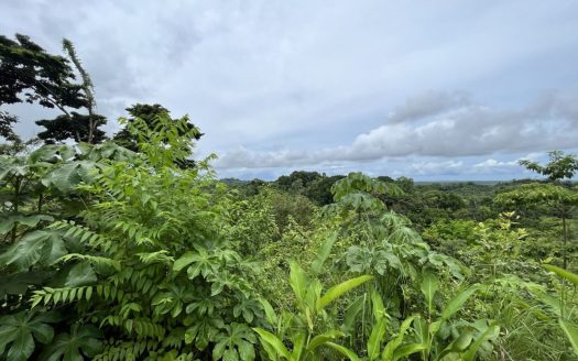 Parrita