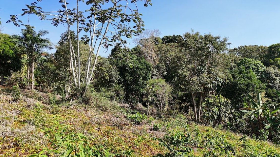 Land for sale in La Ceniza