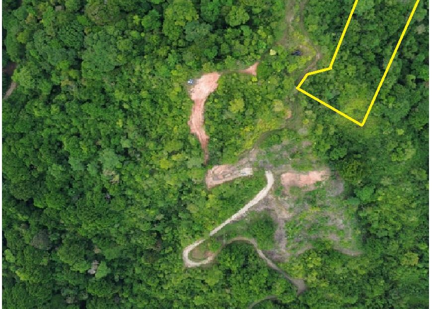 Parrita