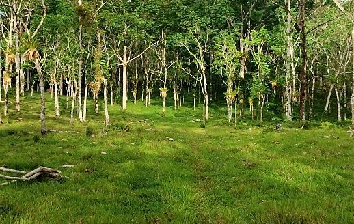 FOR SALE: 8.6-Hectare Land between Bijagua and Upala