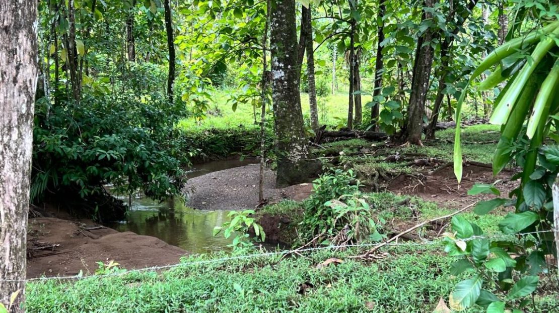 Parrita