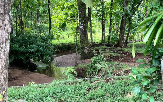 Parrita
