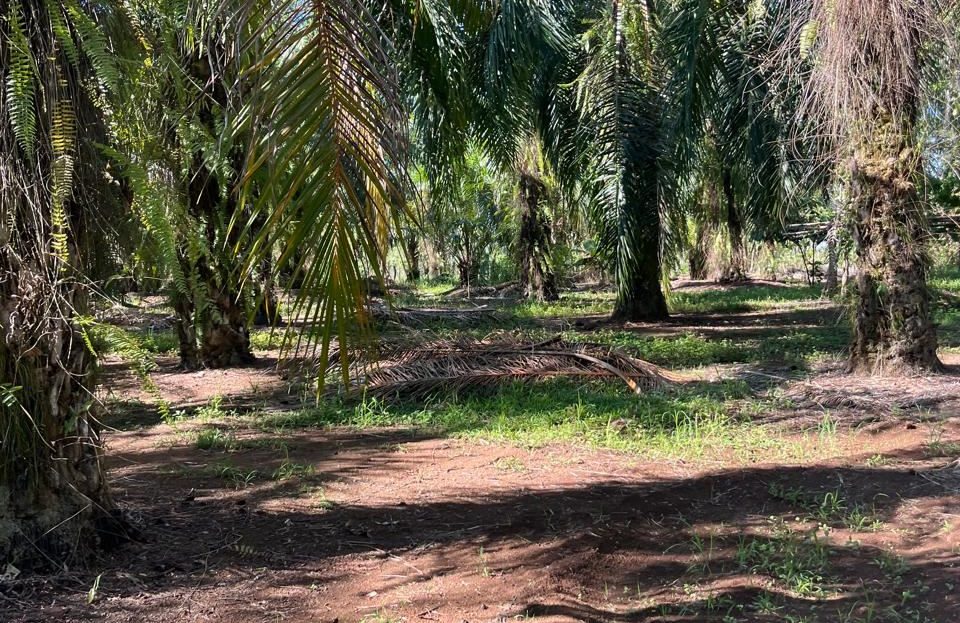 Farm for community development.
