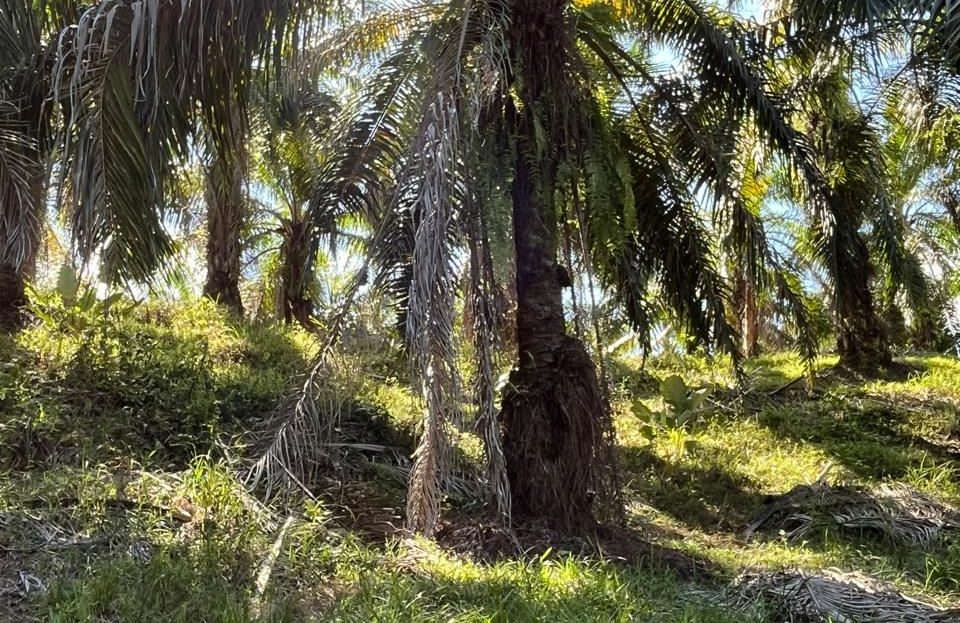 Farm for the development of a self-sustaining community.