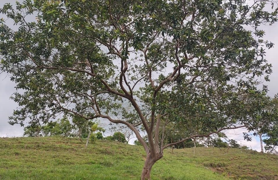 For Sale: 4.9-Hectare Estate of Nature and Fruit Trees in Alto Esperanzas – Open Views & Total Privacy