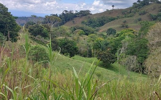 For Sale: 4.9-Hectare Estate of Nature and Fruit Trees in Alto Esperanzas – Open Views & Total Privacy