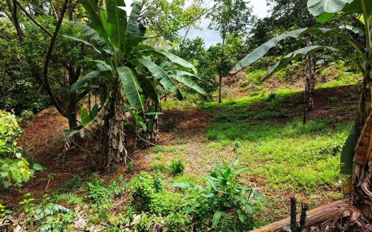 San Rafael Norte Lot for Sale: Private Oasis with Spring