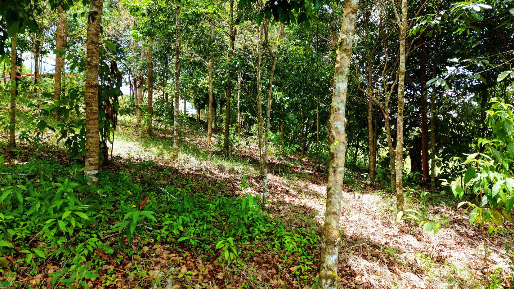 2,580 m² lot for sale in Pedregoso, Calle Calallo, Pérez Zeledón, Costa Rica, strategically located just 1 km from the main access.