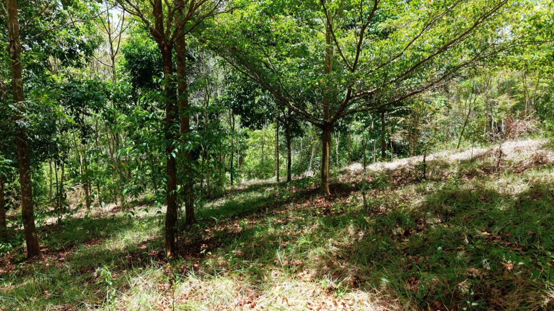 Costa Rica Real Estate