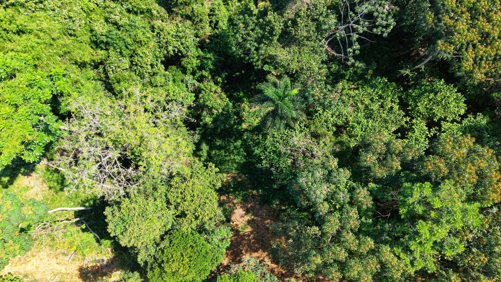 Land For Sale 1.8 Hectares Fully Serviced &amp; Nature-Surrounded in Quizarra Ready to Build