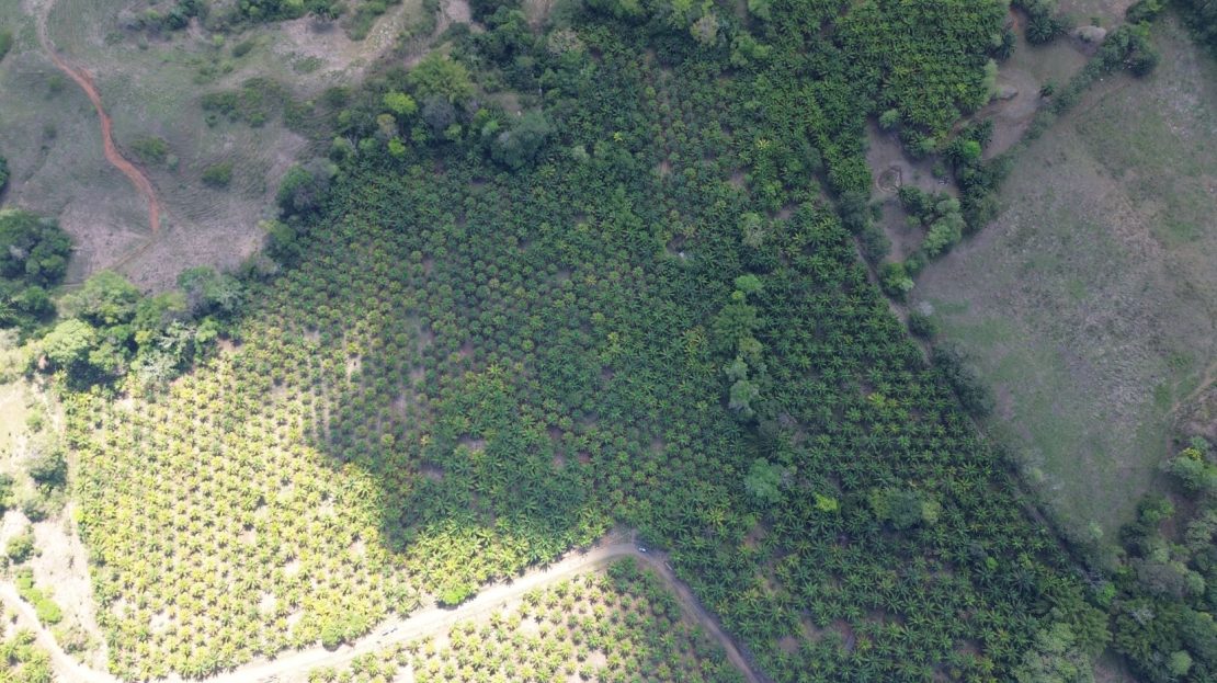 Parrita
