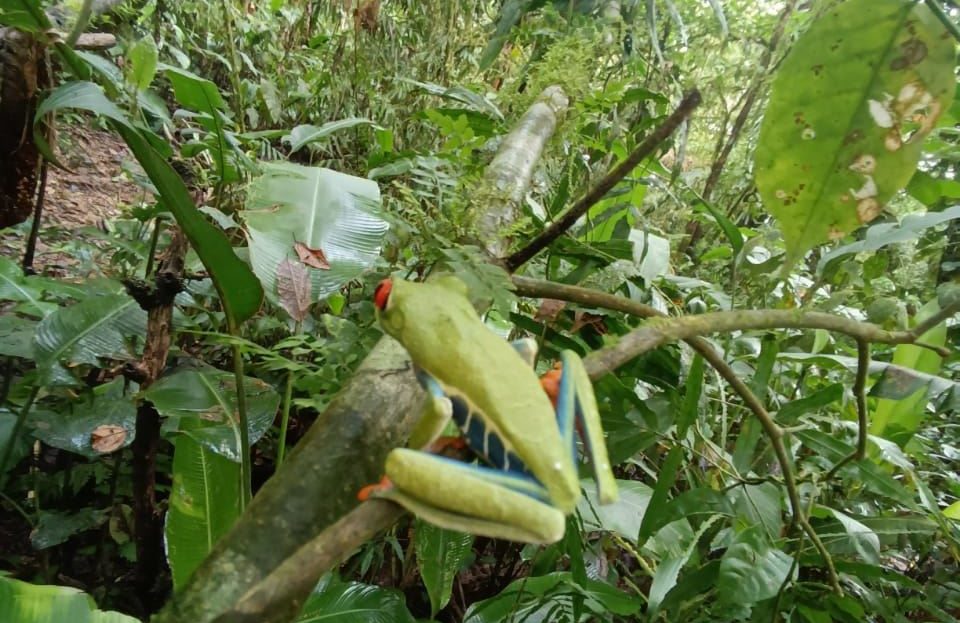 BIJAGUA