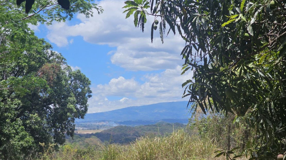 24938.79m2 - 6 acres of land with an existing mango grove in Atenas