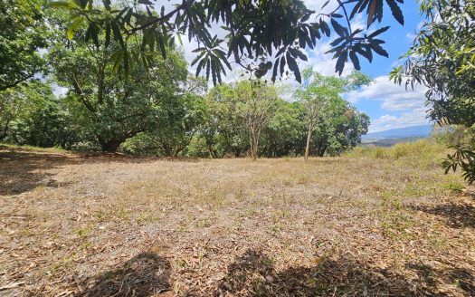 24938.79m2 – 6 acres of land with an existing mango grove in Atenas