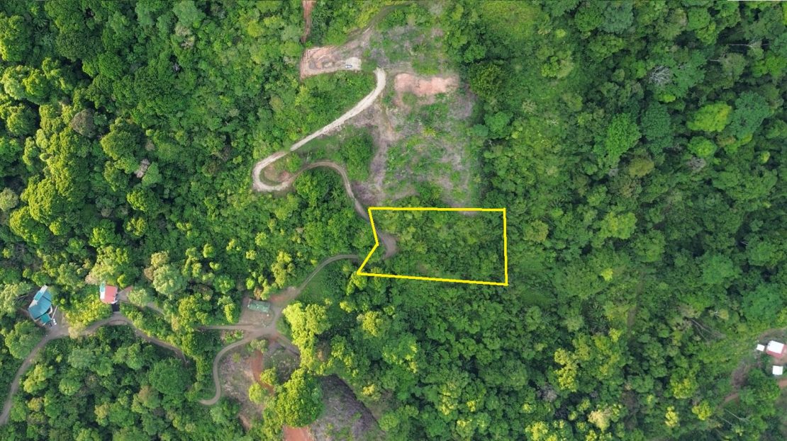 Parrita