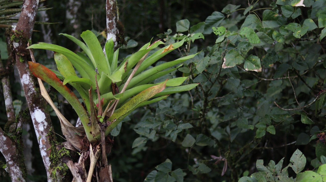 Farm Land for Sale in San Vito Costa Rica – 6,111 m² Near La Amistad Park – Stream, Buildable, Fertile Soil