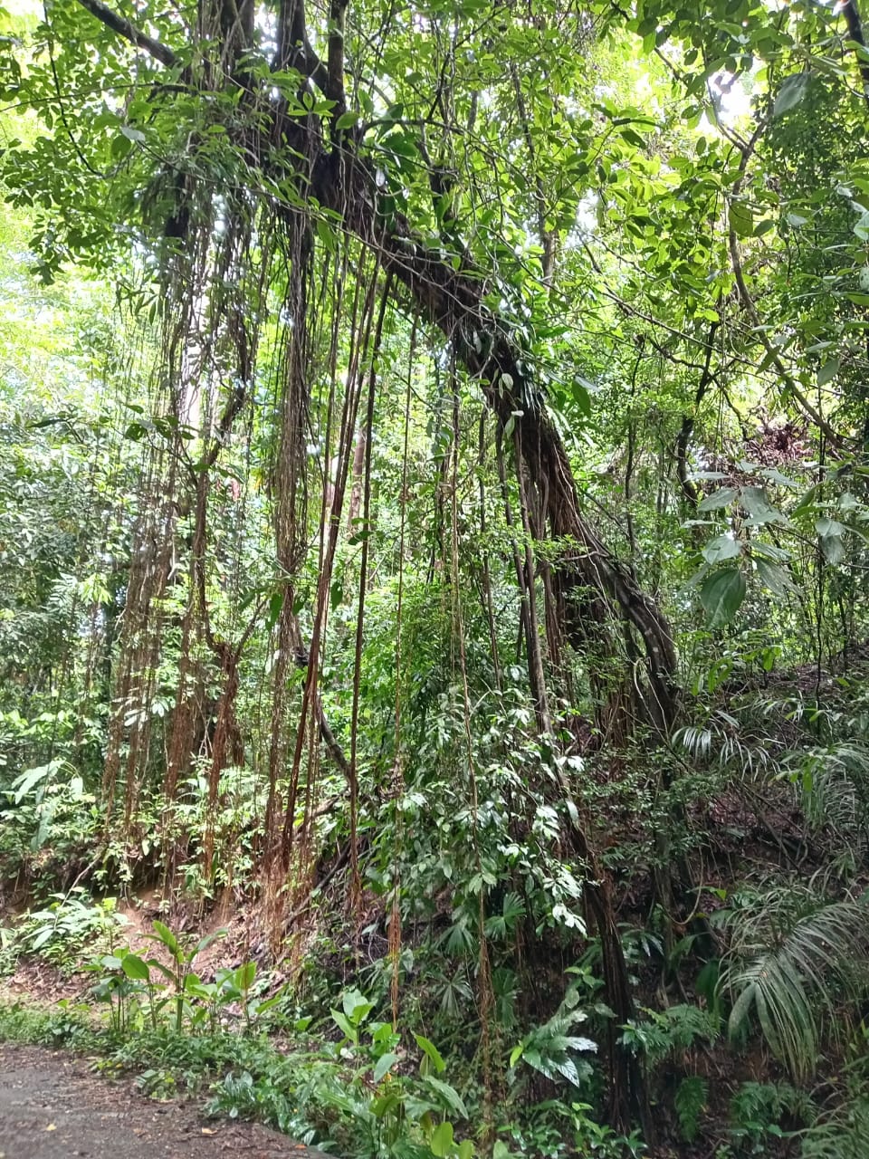 Jungle farm, 10 minutes from Pavones