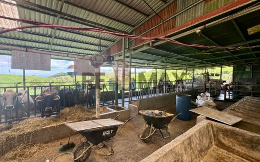 Operating Dairy farm