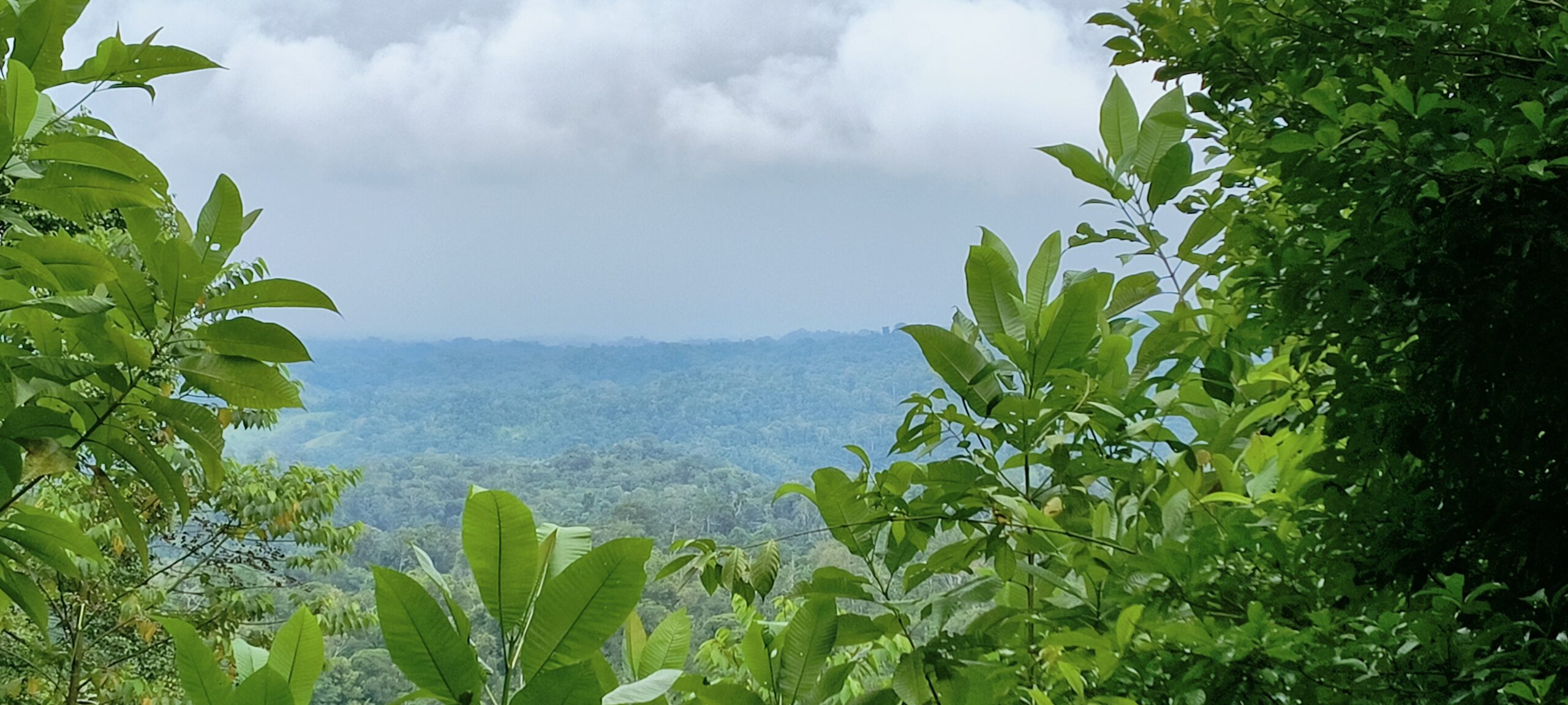 This stunning 64-hectare ,( 158 acres) ,property is located in La Palma, Puerto Jiménez.