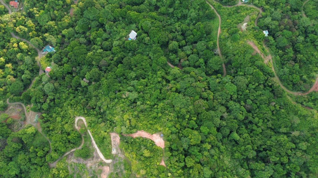 Parrita