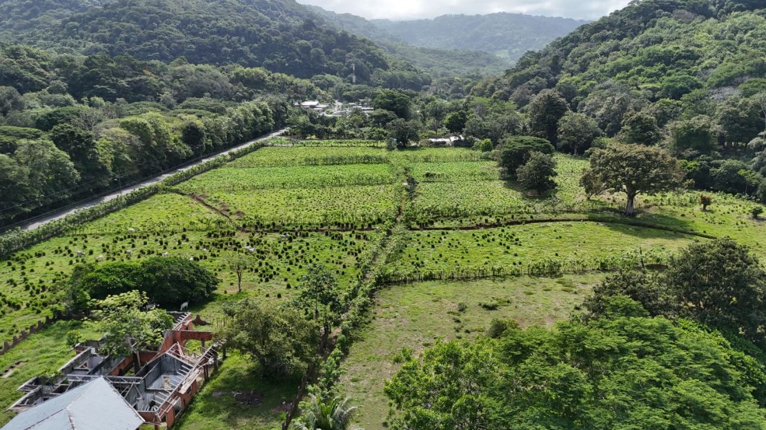 38.95-Acre Flat Farm Near Dominical