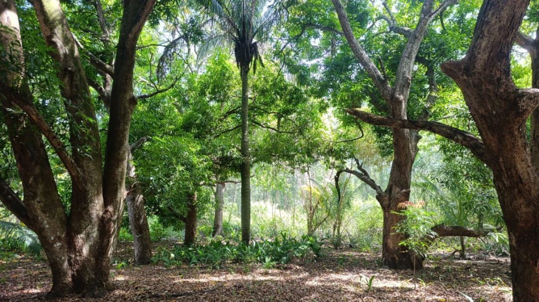 1ha (2.9 acre) titled lot walking distance to Beach