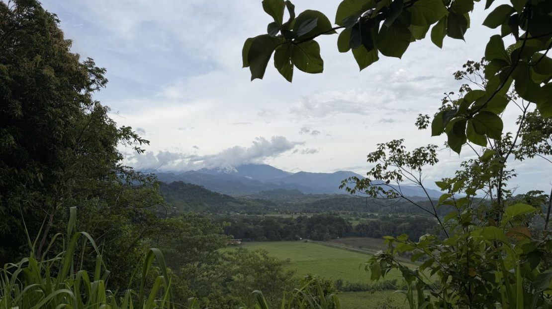 Parrita