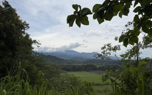 Parrita