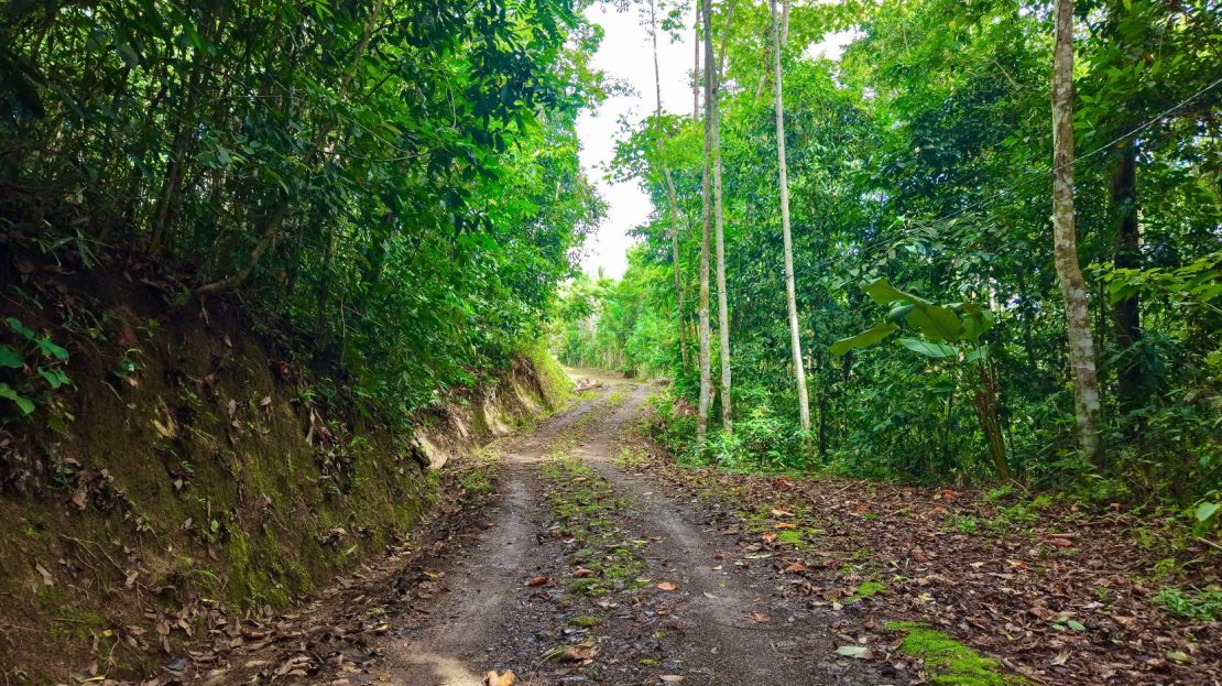 Perez Zeledon Jungle Oasis For Sale: Beautiful Private Paradise