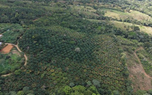 6.74-Hectare Productive African Oil Palm Farm in San Pedro de Pérez Zeledón