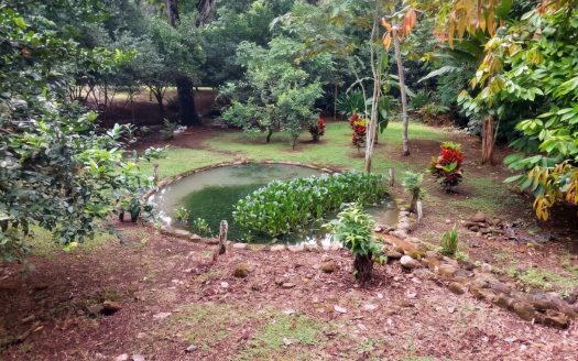 Land for Sale in Las Juntas de Pacuar: 3,576 m² Lot with Fruit Trees and Strategic Location
