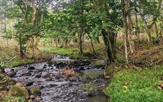 27,000+ m² Nature Retreat with Spring, River & Valuable Timber – La Palmera