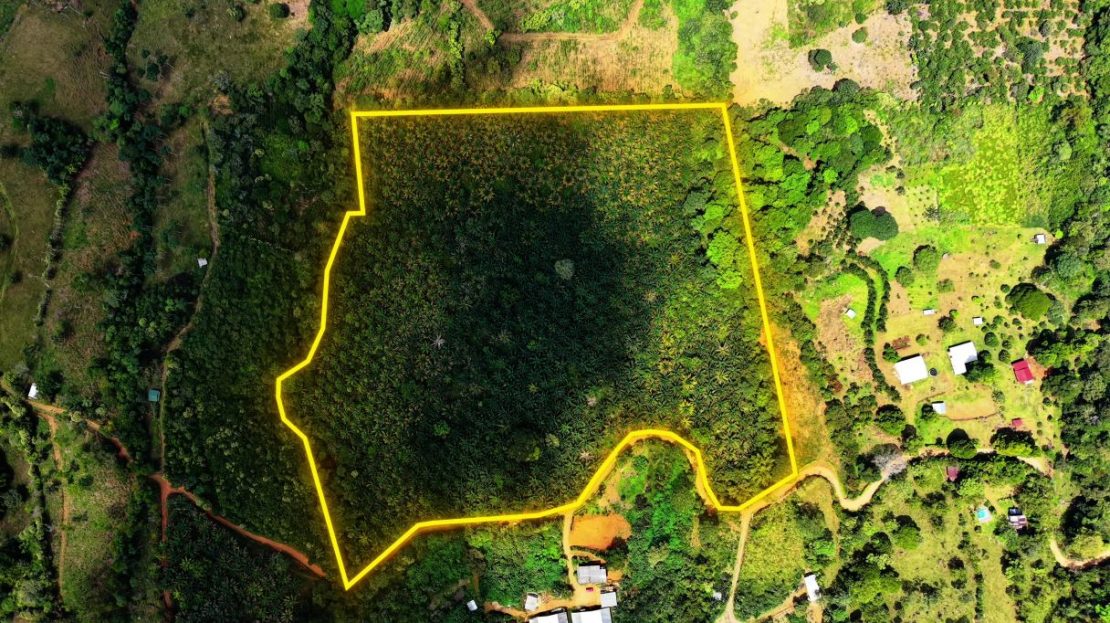 6.74-Hectare Productive African Oil Palm Farm in San Pedro de Pérez Zeledón