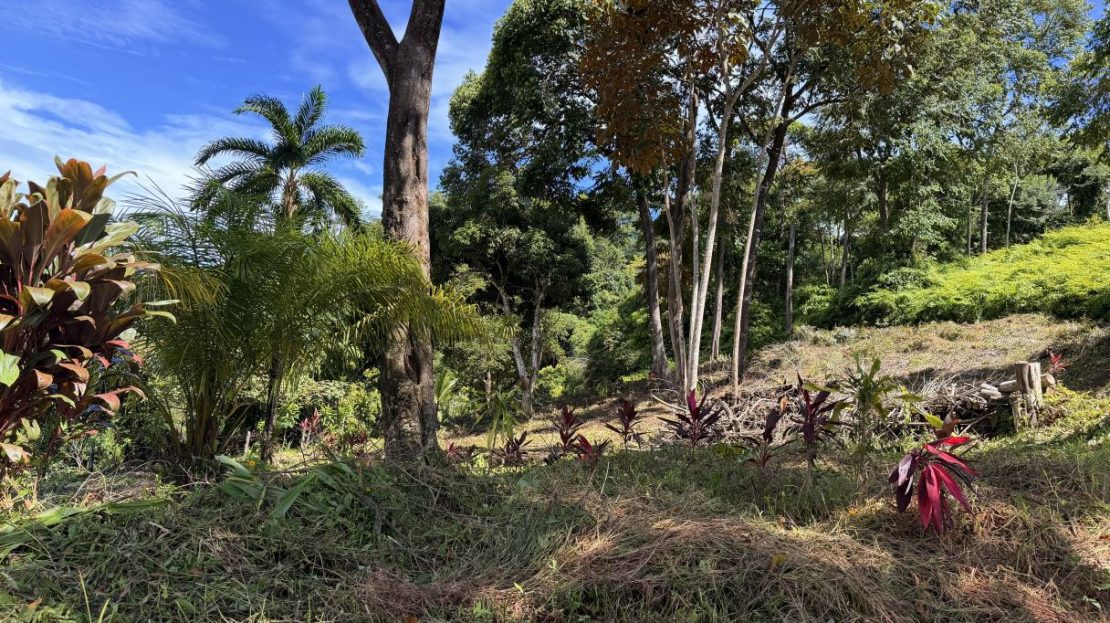 Tropical Lot Near Manuel Antonio with Water & Electricity Available