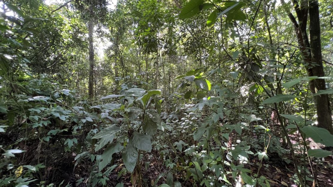 Land for Sale in Volcan de Buenos Aires: 6.9-Acre Jungle Property with Public Road Frontage