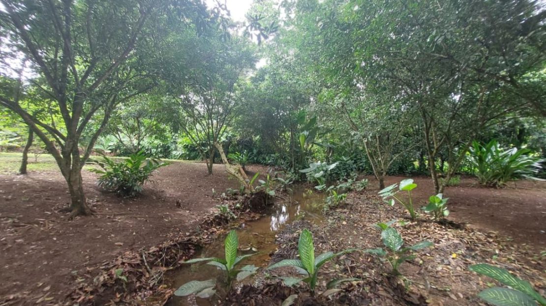 576 m² Lot with Fruit Trees and Strategic Location