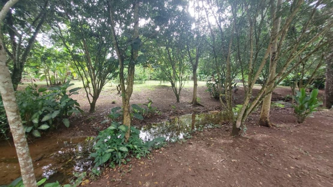 Land for Sale in Las Juntas de Pacuar: 3