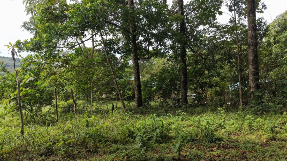 Land for Sale in Rivas