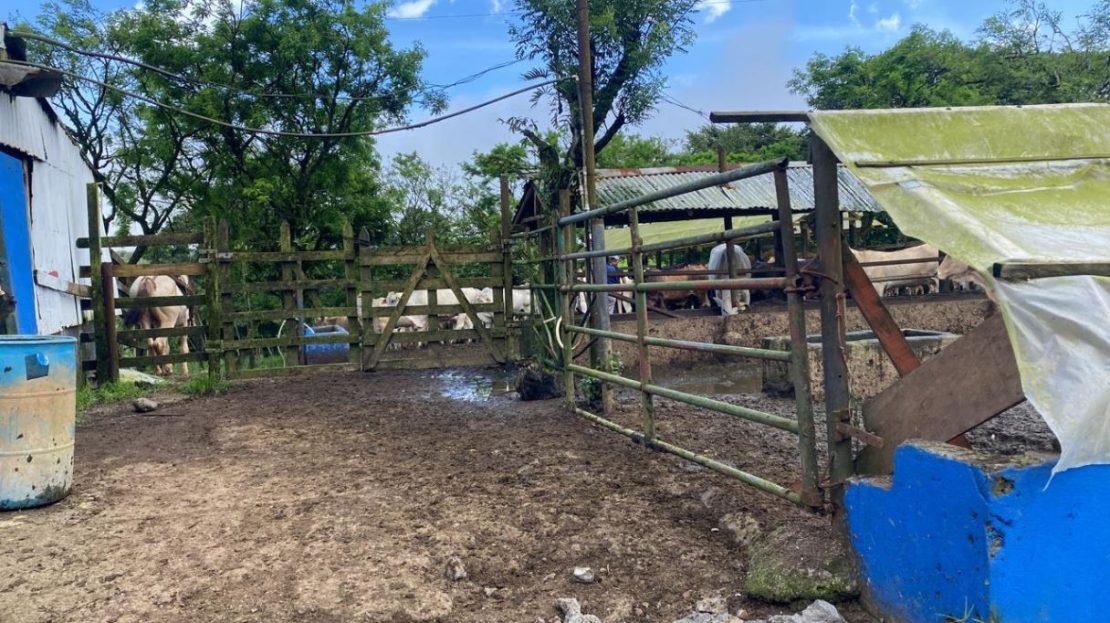 Cattle Ranching and Abundant Natural Resources – San Ramón