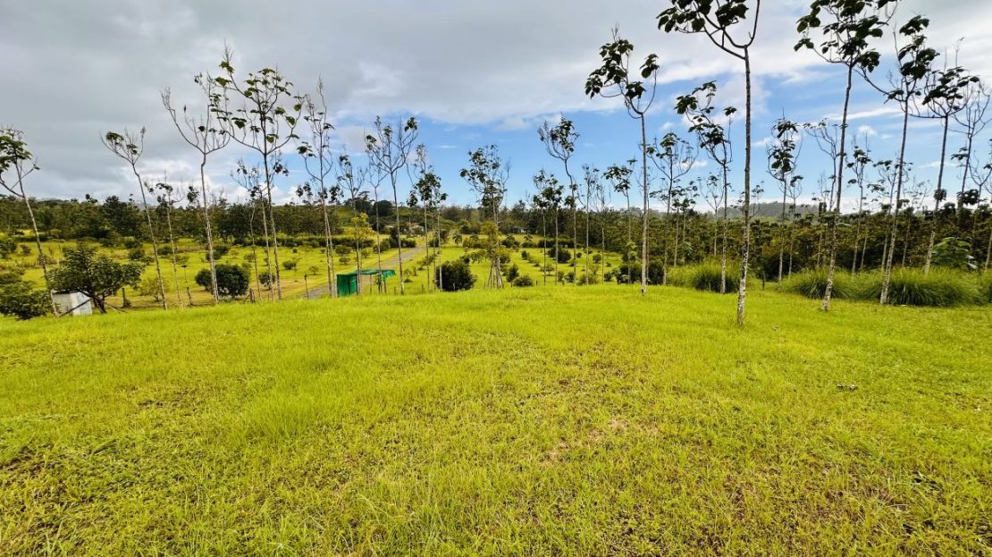 Parrita