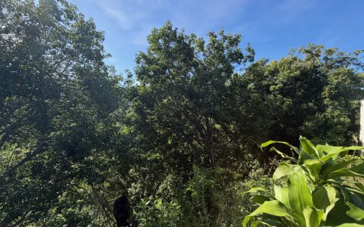 9585m2 (2.36 acres) with fruit trees and views 20 minutes from Atenas