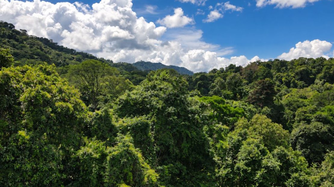 Wildlife & Nature Near Manuel Antonio