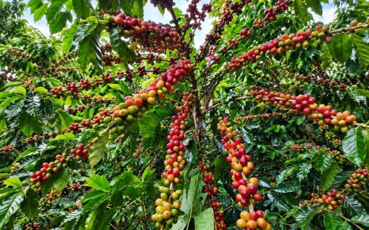 Productive 8.84-Hectare Coffee Farm and Food Forest in Miravalles, Pérez Zeledón